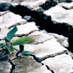 Agricultura, amenintata de seceta