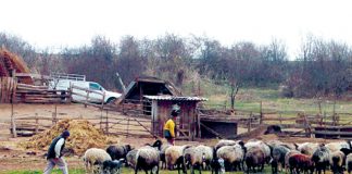 Ciobanii vor pune prețuri mai mari pentru mielul de Paște