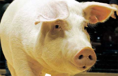 porc_craciun_vaslui