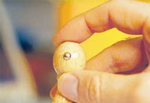 Afacerile vasluiene sunt în suferință: Plantagro și Moldagri şi-au cerut insolvenţa