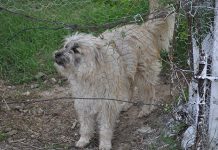 Vasluienii care chinuie sau ucid animalele înfundă pușcăria. Legislația va fi și mai aspră