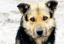 Bărbat din Pungești reținut de polițiști pentru că a ucis un câine cu furca