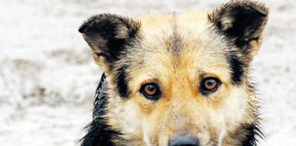 Câinii cu stăpân din Bârlad, sterilizați gratuit de veterinari din Brașov