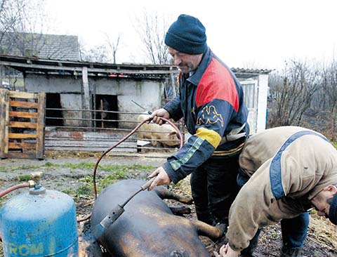 porci_vaslui
