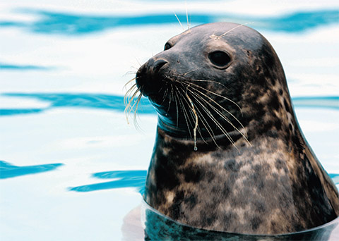 foca