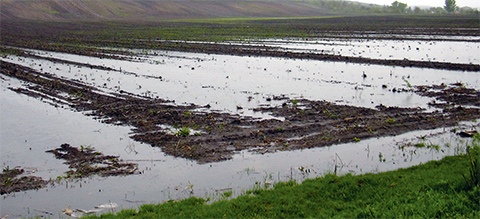 agricultura