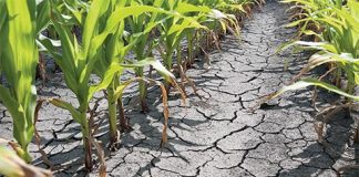 Suprafaţa afectată de secetă a urcat la 375.423 hectare, conform ultimelor comunicări