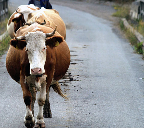 animale_vaslui