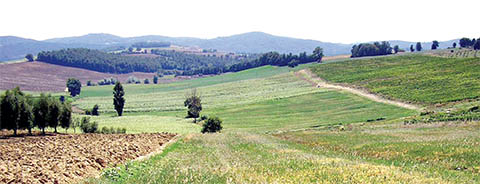 vanzari