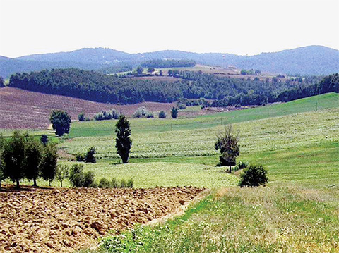vanzare