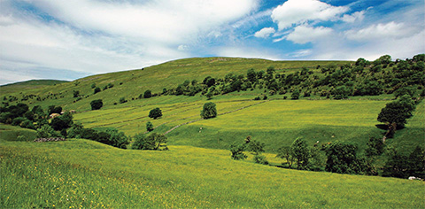 iarba