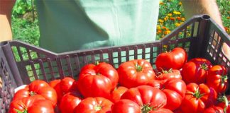Producătorii de tomate, așteptați să solicite ajutorul de minimis