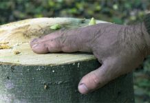 Jaful din pădurea Rebricea, stopat de polițiști. Doi hoți reținuți