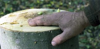 Jaful din pădurea Rebricea, stopat de polițiști. Doi hoți reținuți