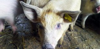 Focar de pestă porcină africană în Lunca Banului