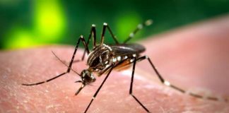 Virusul West Nile, prezent in judetul Vaslui!
