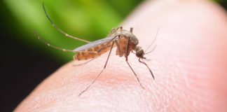 Caz de infecţie cu virusul West Nile în judeţ