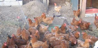 Direcția Sanitar-Veterinară le cere vasluienilor să-și țină păsările în curte