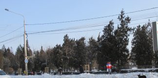 Maidanezii din Barlad, adevaratii stapani ai orasului: nimeni nu se (mai) ocupa de capturarea lor!