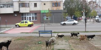 E oficial: hingherii vasluieni vor captura si eutanasia maidanezii barladeni!