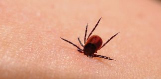 Atentie la capuse! Patru cazuri de Boala Lyme confirmate!