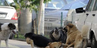 Peste 1.000 de câini fără stăpân, prinși anul trecut de Goscom în Vaslui