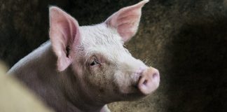 Macel la Carja – Murgeni, din cauza pestei porcine africane!