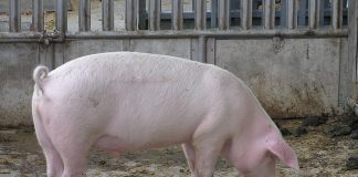 Focare de pestă porcină africană în localitățile Horoiata și Banca!