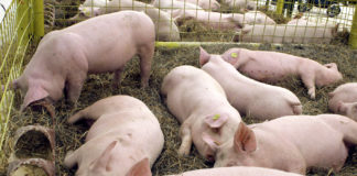 Alertă de pestă porcină la Tanacu