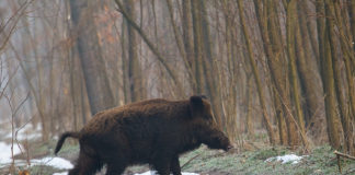 Doi mistreți de pe Fondul de Vânătoare 38 Schineni, pozitivi la pestă porcină africană