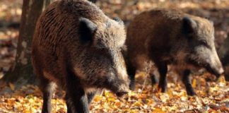 Un nou caz de pestă porcină africană și un necesar apel către populație