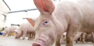 O altă poveste a porcului… Ucigașul scroafei, achitat, păgubita, obligată să-i plătească avocatul!