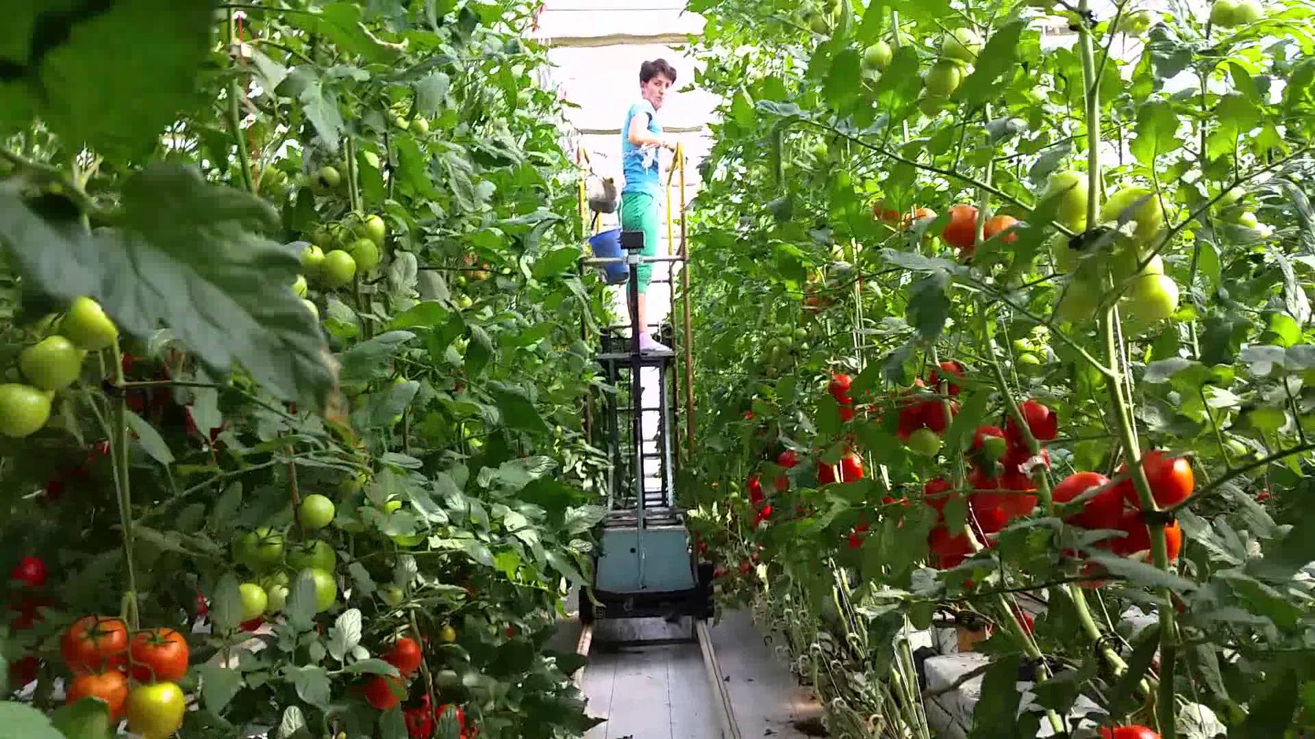 Ajutor pentru tinerii angajați în agricultură!