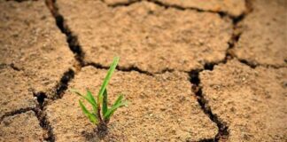Agricultura vasluiană, lovită de o secetă cumplită