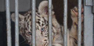 Animalele din Grădina Zoologică din Bârlad, obișnuite cu temperaturile scăzute