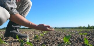 Cuantificarea pagubelor produse de secetă, în curs! Banii, după rectificarea bugetară…