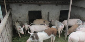 Comuna Banca, două noi focare de pestă porcină africană