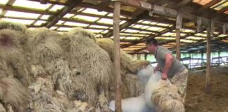 Lâna românească nu mai are căutare! Oile, da! mai ales la export