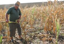 Fermierii vasluieni, în pericol de a nu-și încasa despăgubirile de secetă