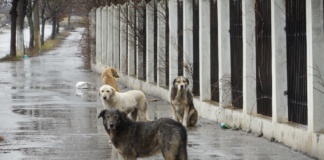 Economie semnificativă la bugetul Bârladului: Primăria a cheltuit mai puțini bani decât prevedea contractul pentru capturarea maidanezilor!