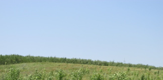 Peste 100.000 de puieți vor fi plantați în județul Vaslui