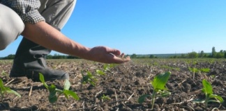 Seceta a pus agricultura vasluiană, aproape complet, la pământ