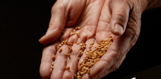 RECENSĂMÂNT AGRICOL DE PROBĂ: 12-23 OCTOMBRIE 2020