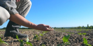 Au venit despăgubirile! Seceta, „stinsă” cu aproape 44 milioane lei!