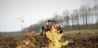 O firmă din Huși va planta peste 650.000 de pomi în comuna Berezeni