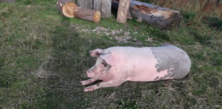 Focar de pestă porcină africană, descoperit într-o gospodărie din Bârlad