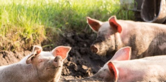 Caz de pestă porcină africană confirmat în Portari, comuna Zăpodeni