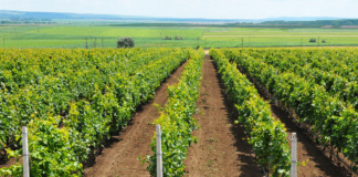 Ajutor financiar pentru viticultori