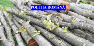 Un nemțean a pus gând rău pădurilor Vasluiului