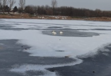 Lebedele înghețate de la Moara Domnească, confirmate pozitiv cu virusul influenței aviare H5N1